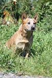 BOUVIER AUSTRALIEN 374